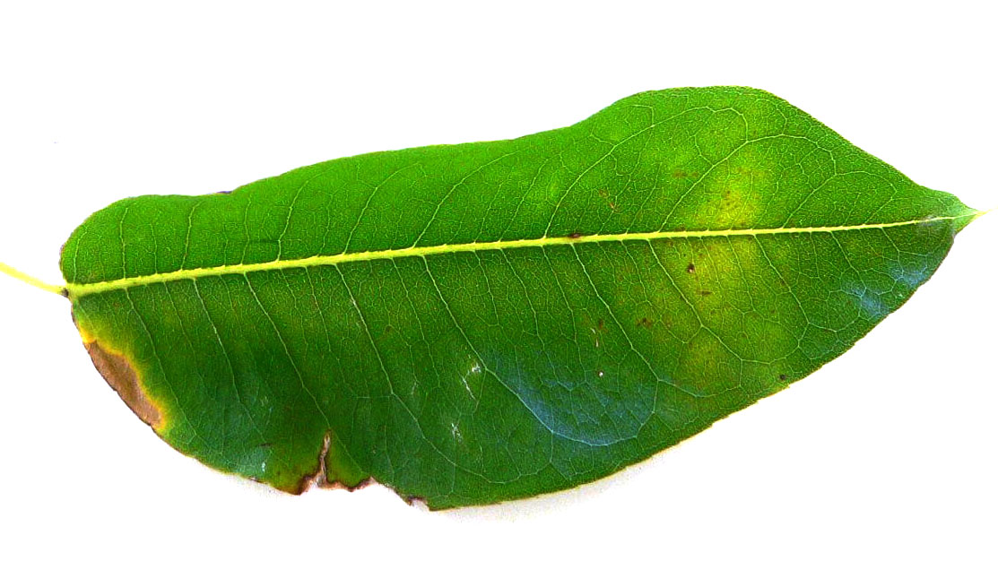 Feuille de mancenillier (Hippomane mancenilla)