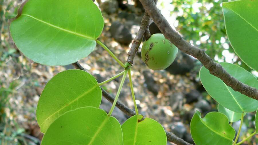 Mancenillier (Hippomane mancenilla)