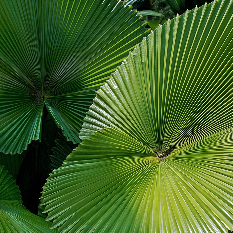 Palmier cuillère (Licuala grandis)