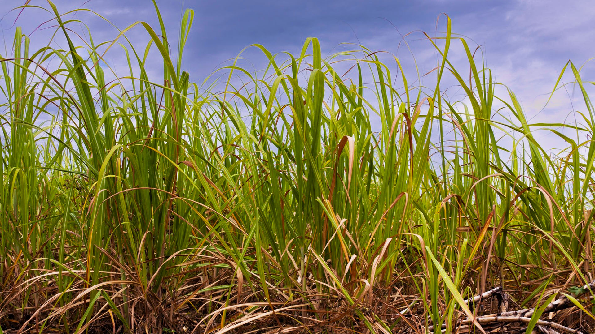 Plantation de cannes à sucre en Martinique