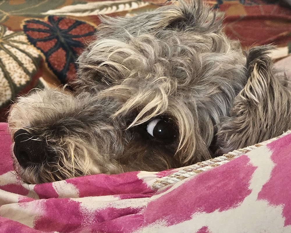 chien chien