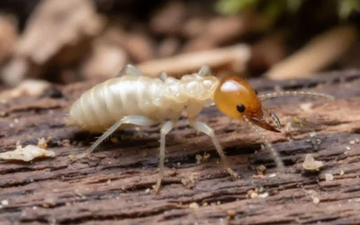 Termites en Martinique
